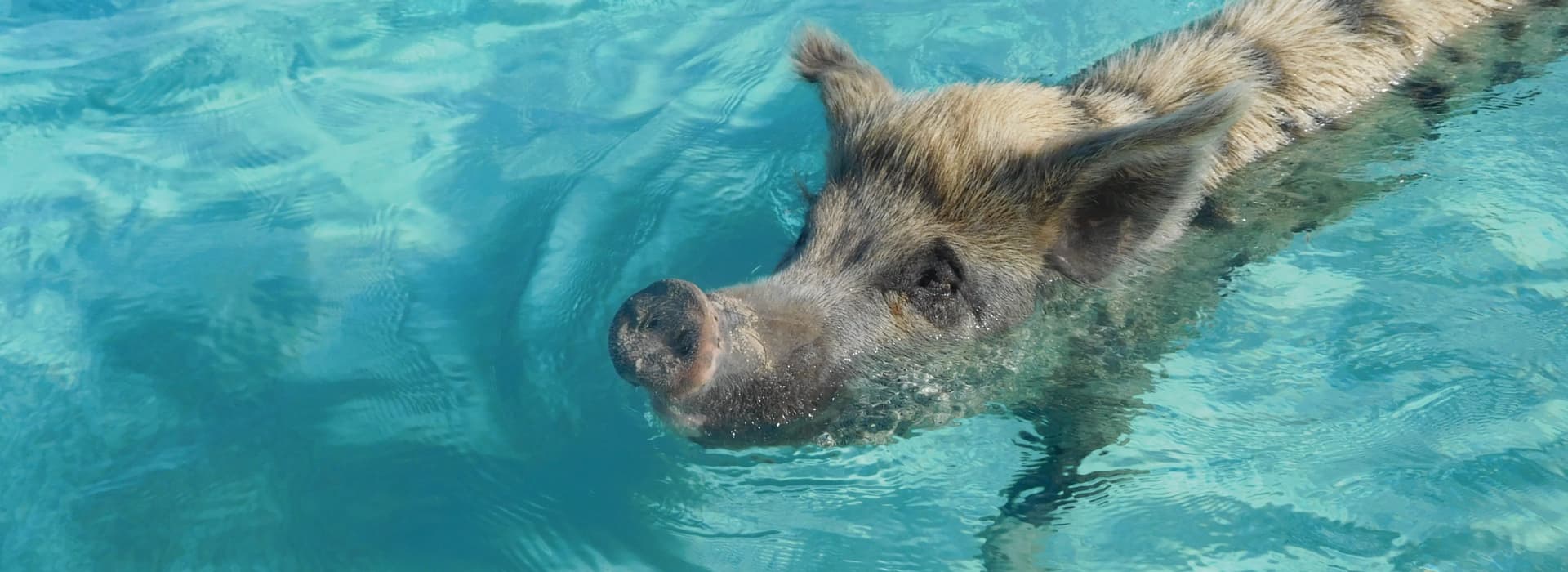Swimming with a pig at big major cay Bahamas when taking Bahamas Yacht Vacations