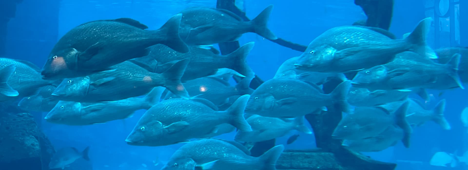 Tropical fish at Atlantis Bahamas Motor Yacht Charter