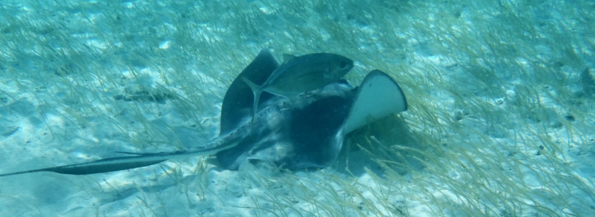 Sealife Snorkelling on a Caribbean catamaran charter